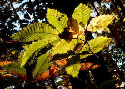Keschdeweg - Blätter mit dunklem Hintergrund