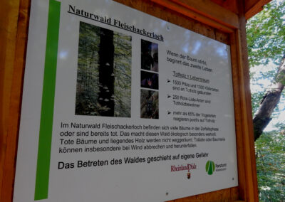 Naturwald Fleischackerloch