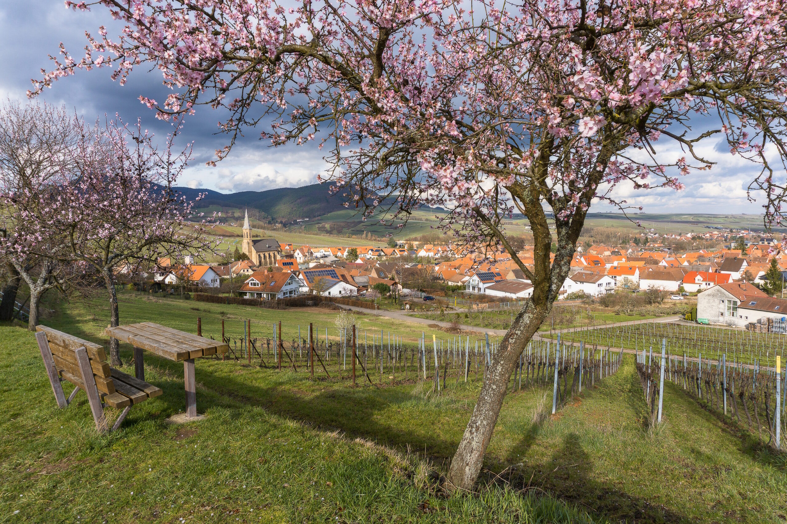 Mandelblüte in der Vorderpfalz